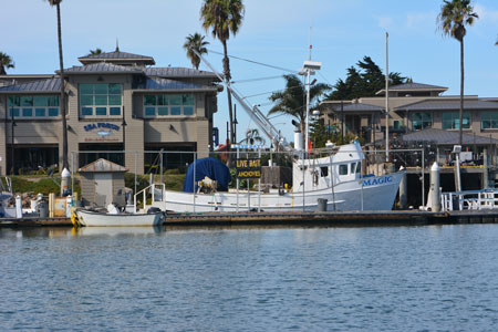 Live Bait at Hooks Sports Fishing Landing